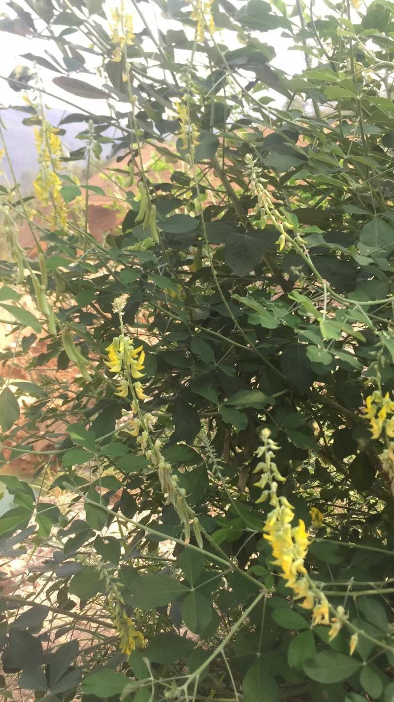 植物盐碱地贫瘠高速护坡植物猪屎豆种子四季灌木花籽牧草耐寒