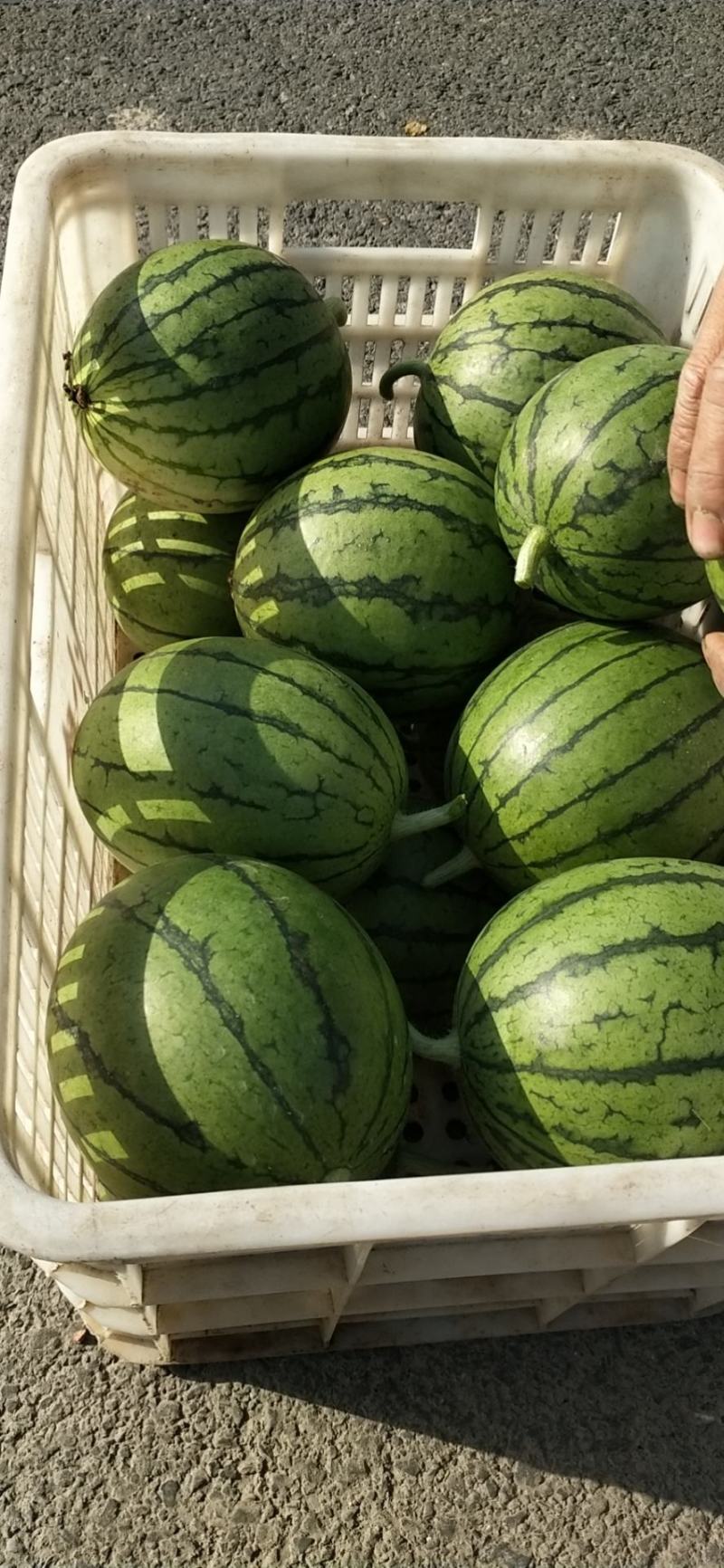 早春红玉小个型早春红玉小个型早春红玉小个型早春红玉小个型