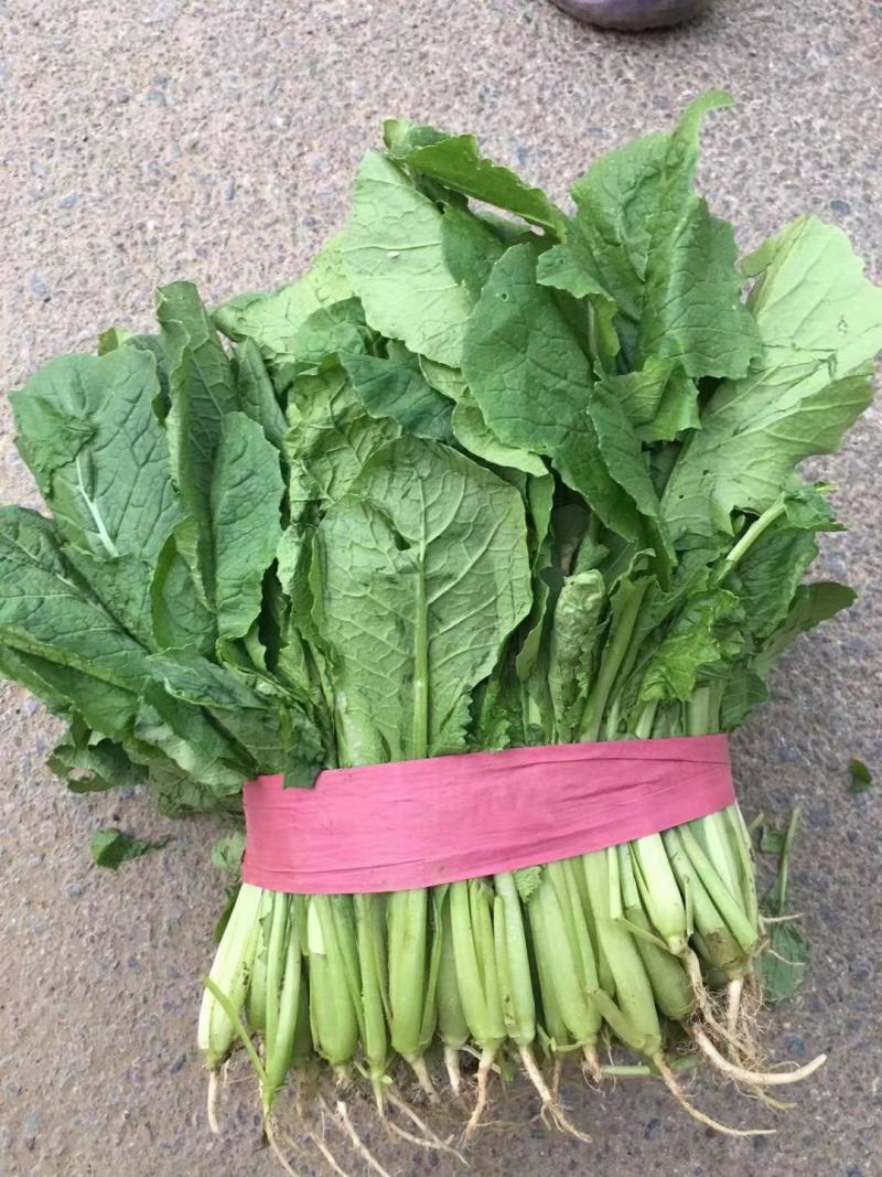 小白菜大量小白菜上市了价格便宜，诚信第一专业代收各种蔬菜