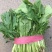 小白菜大量小白菜上市了价格便宜，诚信第一专业代收各种蔬菜