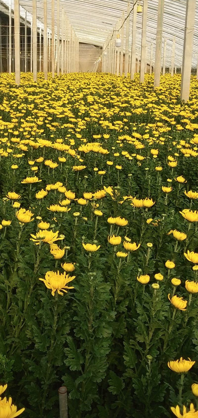 黄菊