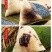 【一件代发】嘉兴粽子肉粽170克蛋黄鲜肉粽板栗礼盒装包邮