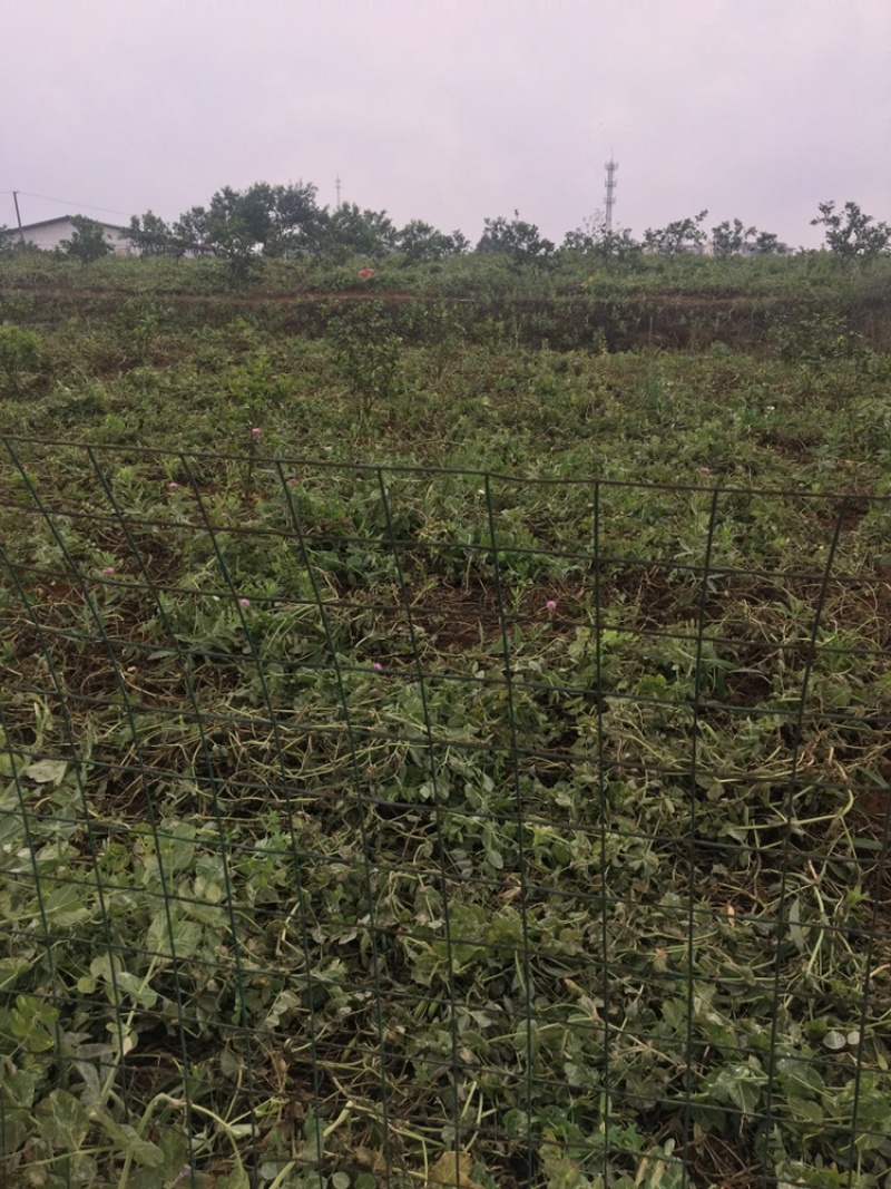 金堂豌豆荚，现摘现卖，种植基地大量上市，质量好