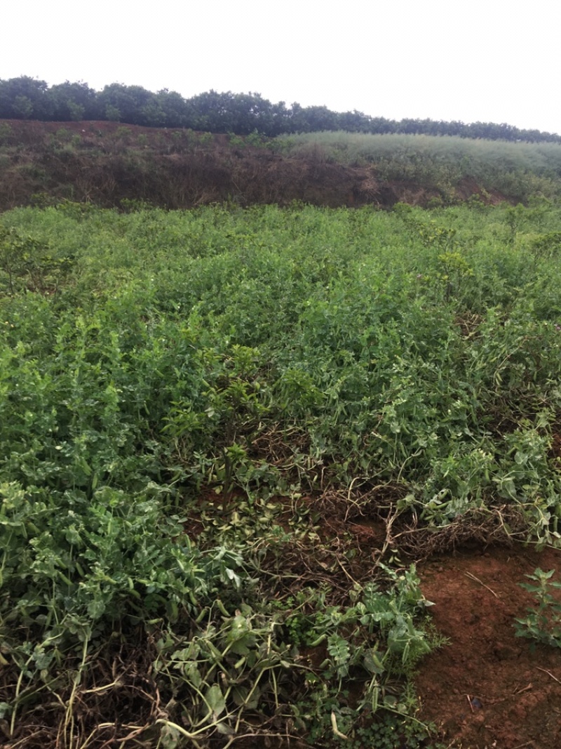 金堂豌豆荚，现摘现卖，种植基地大量上市，质量好