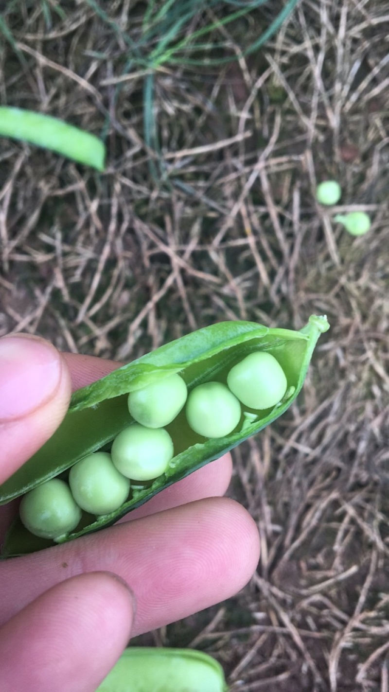 金堂豌豆荚，现摘现卖，种植基地大量上市，质量好