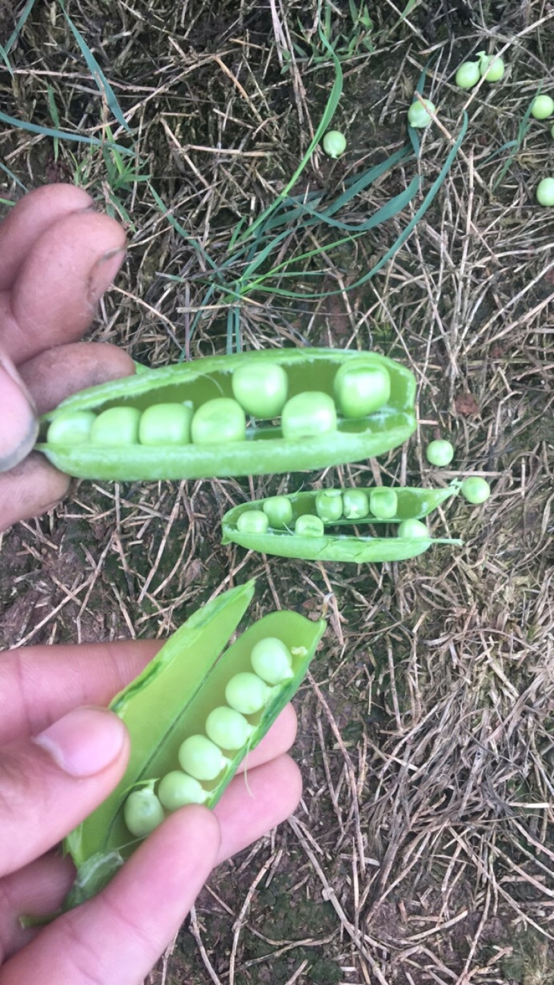 金堂豌豆荚，现摘现卖，种植基地大量上市，质量好