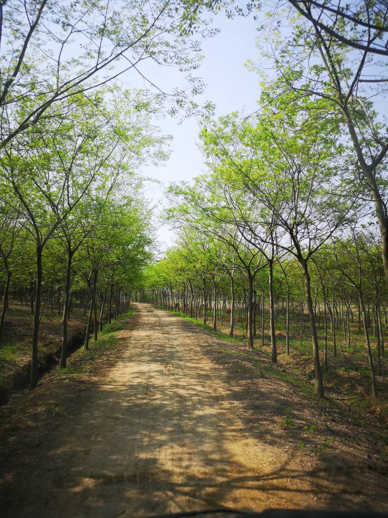朴树基地，丛生朴树，15公分朴树18公分朴树20公分朴树