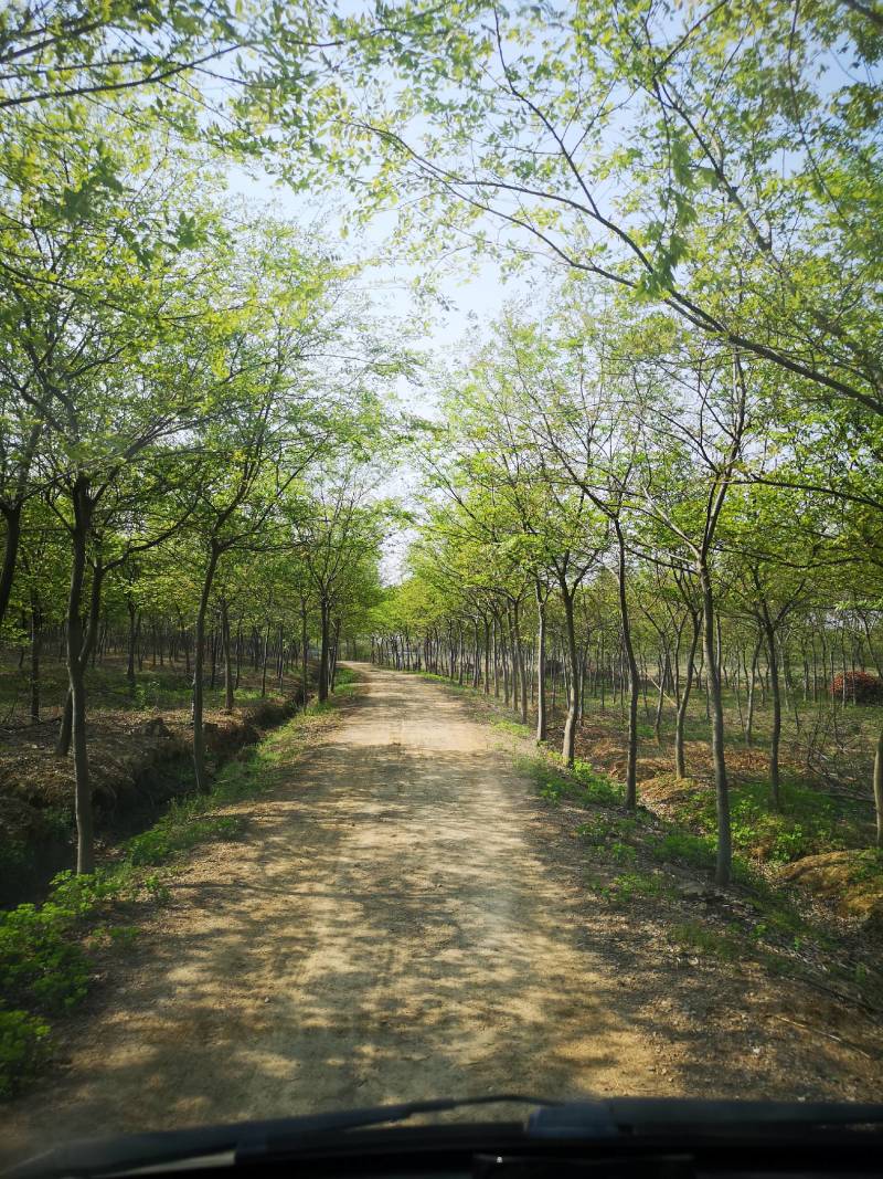 朴树基地，丛生朴树，15公分朴树18公分朴树20公分朴树