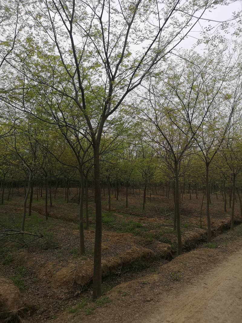朴树基地，丛生朴树，15公分朴树18公分朴树20公分朴树