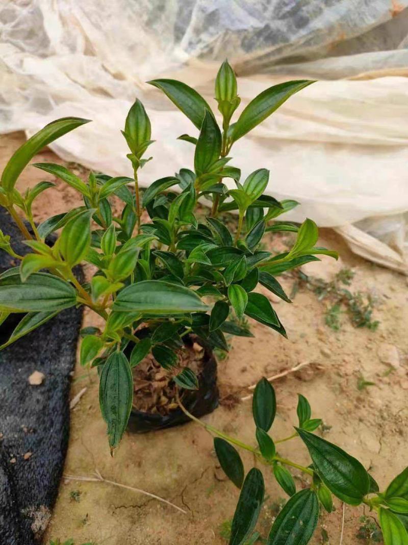 精品野牡丹巴西野牡丹牡丹花紫色野牡丹