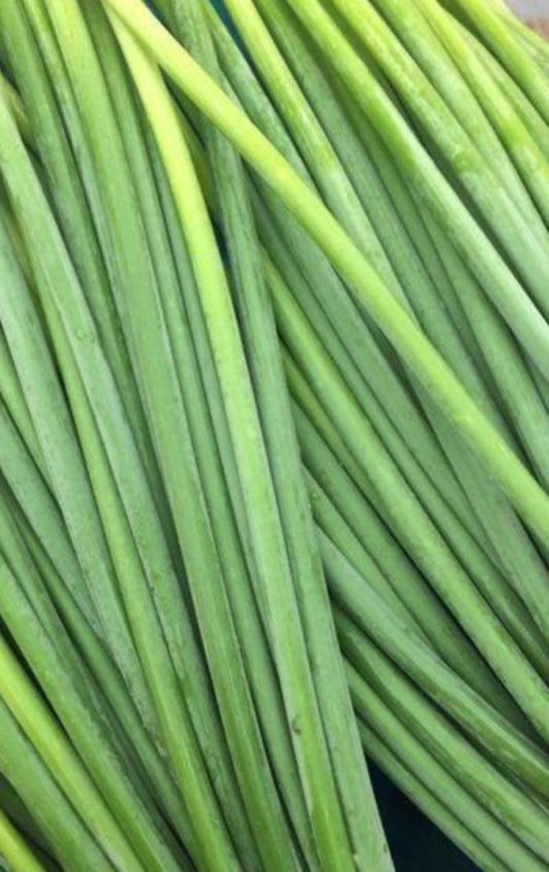 白帽蒜薹（射阳手拔蒜苔）