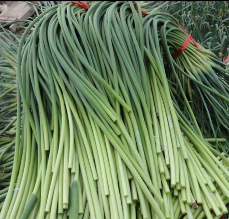 白帽蒜薹（射阳手拔蒜苔）