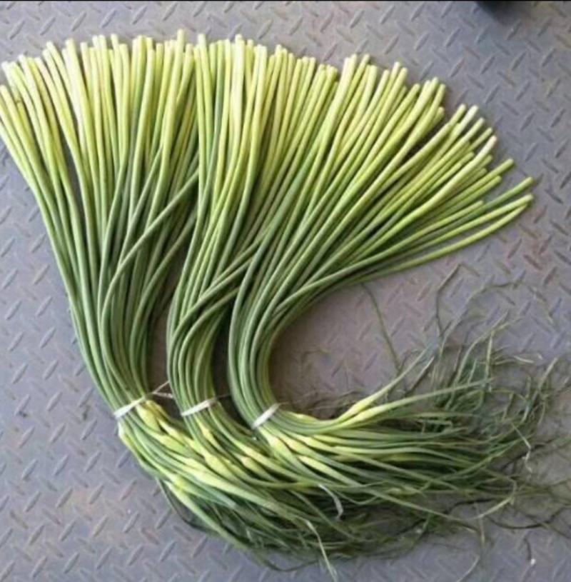 白帽蒜薹（射阳手拔蒜苔）