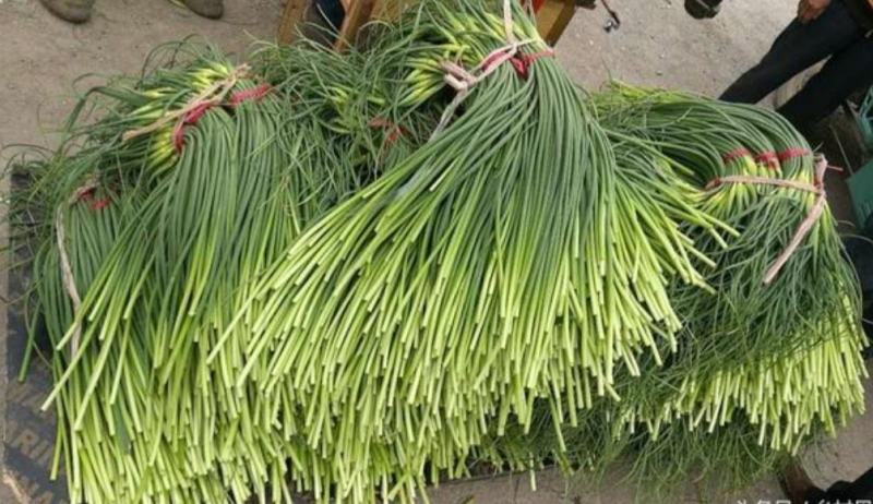 白帽蒜薹（射阳手拔蒜苔）