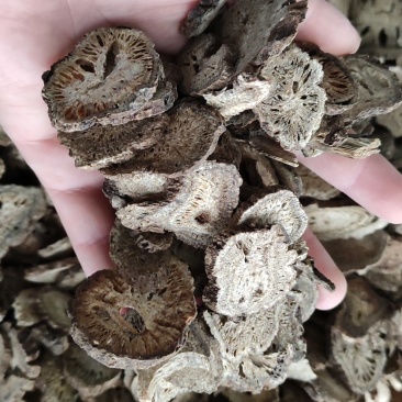木香~木香圆片~圆片45~斜片45~量大优惠~1公斤起售