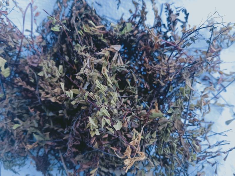 铁线草，铁线蕨，猪鬃草切片质量保证，欢迎咨询合作！