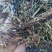 铁线草，铁线蕨，猪鬃草切片质量保证，欢迎咨询合作！