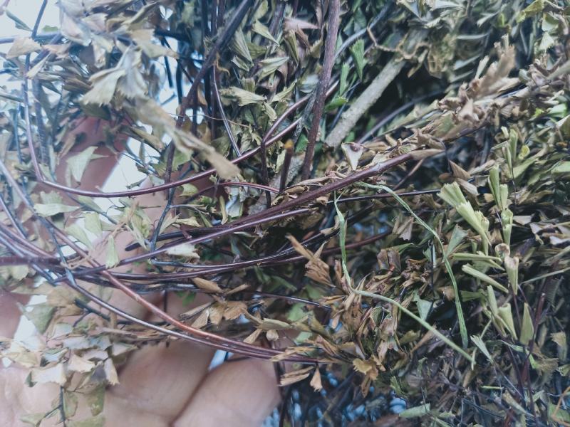 铁线草，铁线蕨，猪鬃草切片质量保证，欢迎咨询合作！