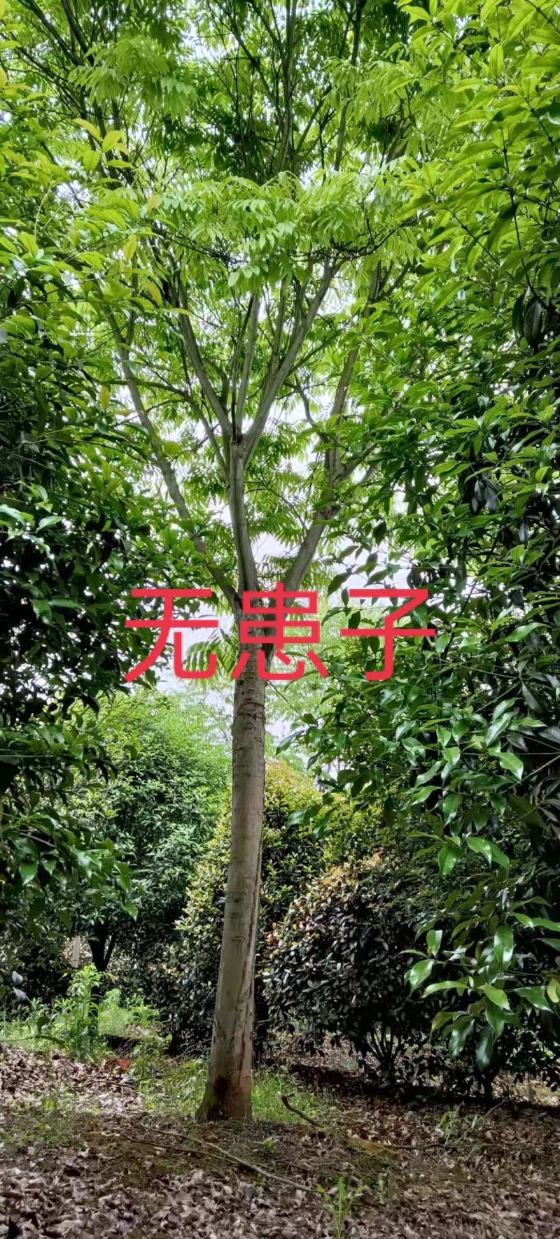 无患子各种规格无患子大量供应