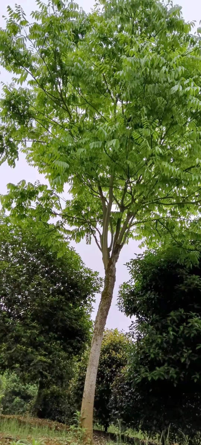 无患子各种规格无患子大量供应
