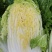 四川黄心大白菜，水分少，没有麻点，供货量大，3到6斤