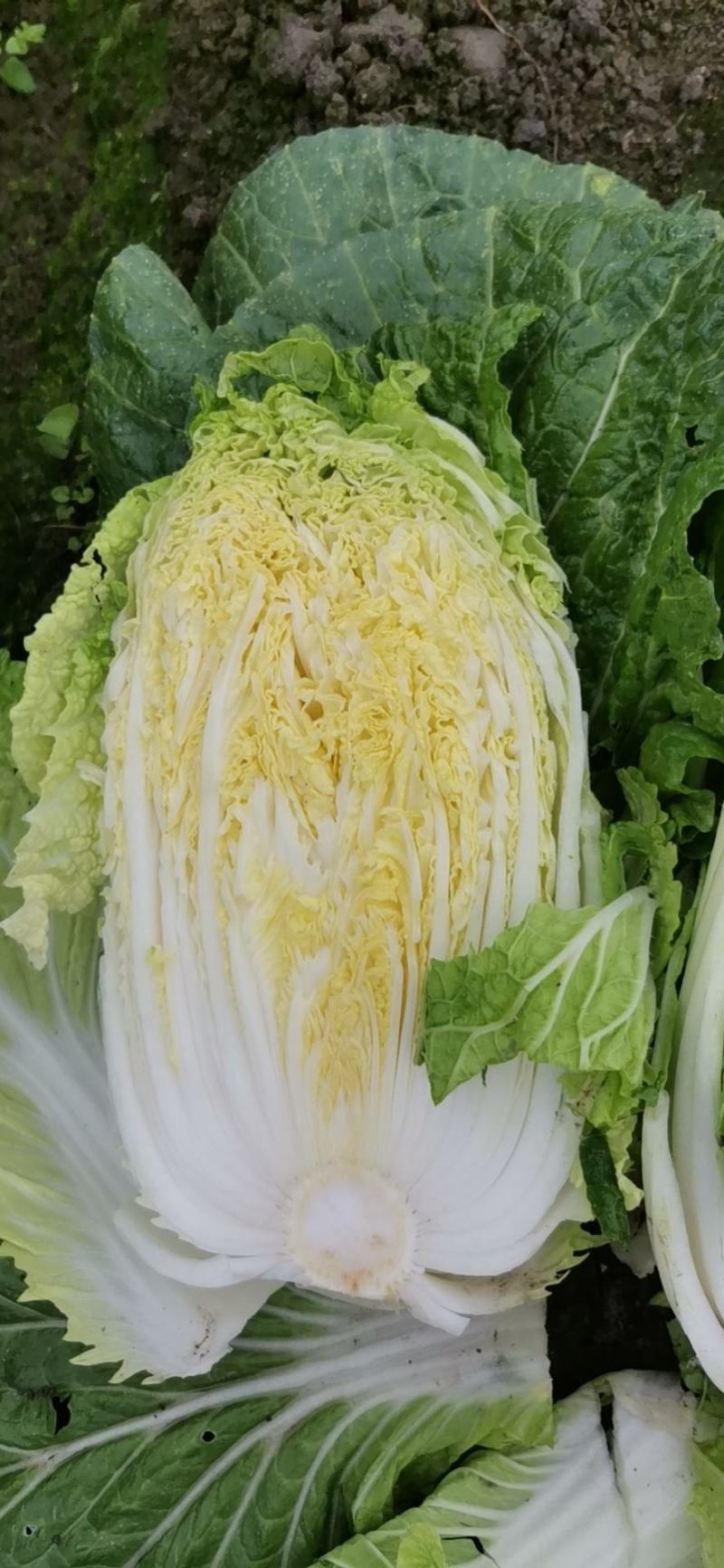 四川黄心大白菜，水分少，没有麻点，供货量大，3到6斤