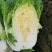 四川黄心大白菜，水分少，没有麻点，供货量大，3到6斤