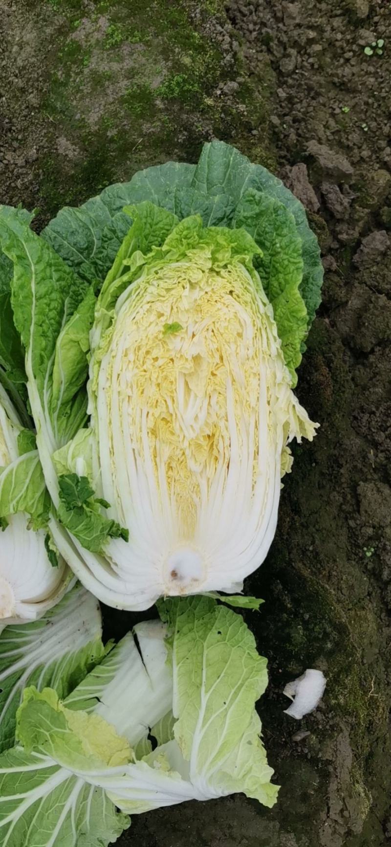 四川黄心大白菜，水分少，没有麻点，供货量大，3到6斤
