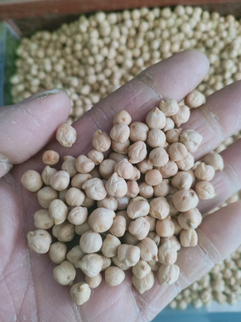 鹰嘴豆，新疆野生天麻子，鹰嘴豆质量上乘欢迎咨询合作！