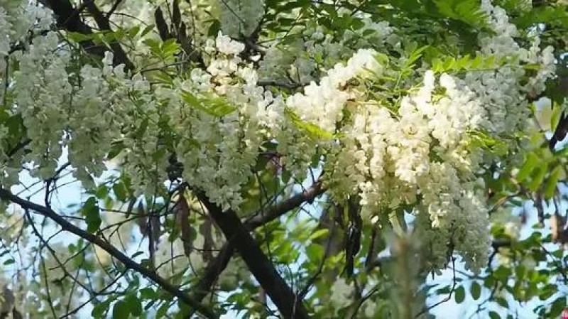 槐花