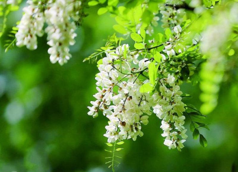 槐花