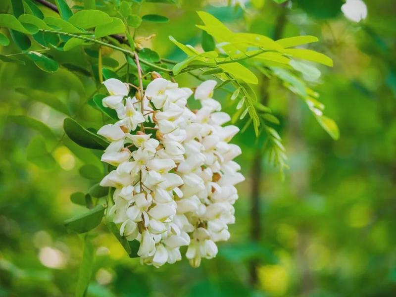 槐花
