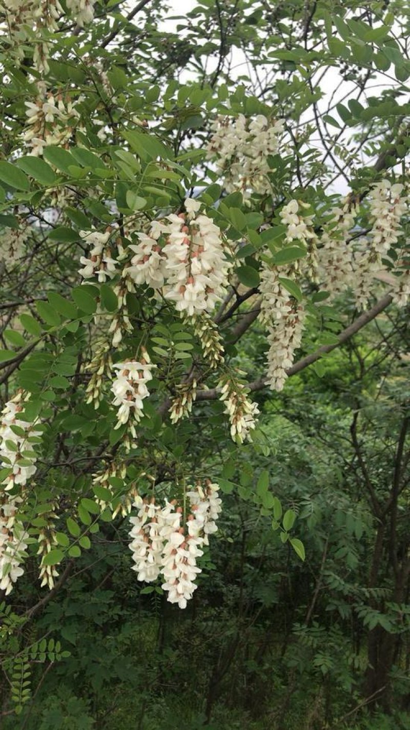 槐花