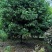 桂花树5-8公分江西桂花树大量供应