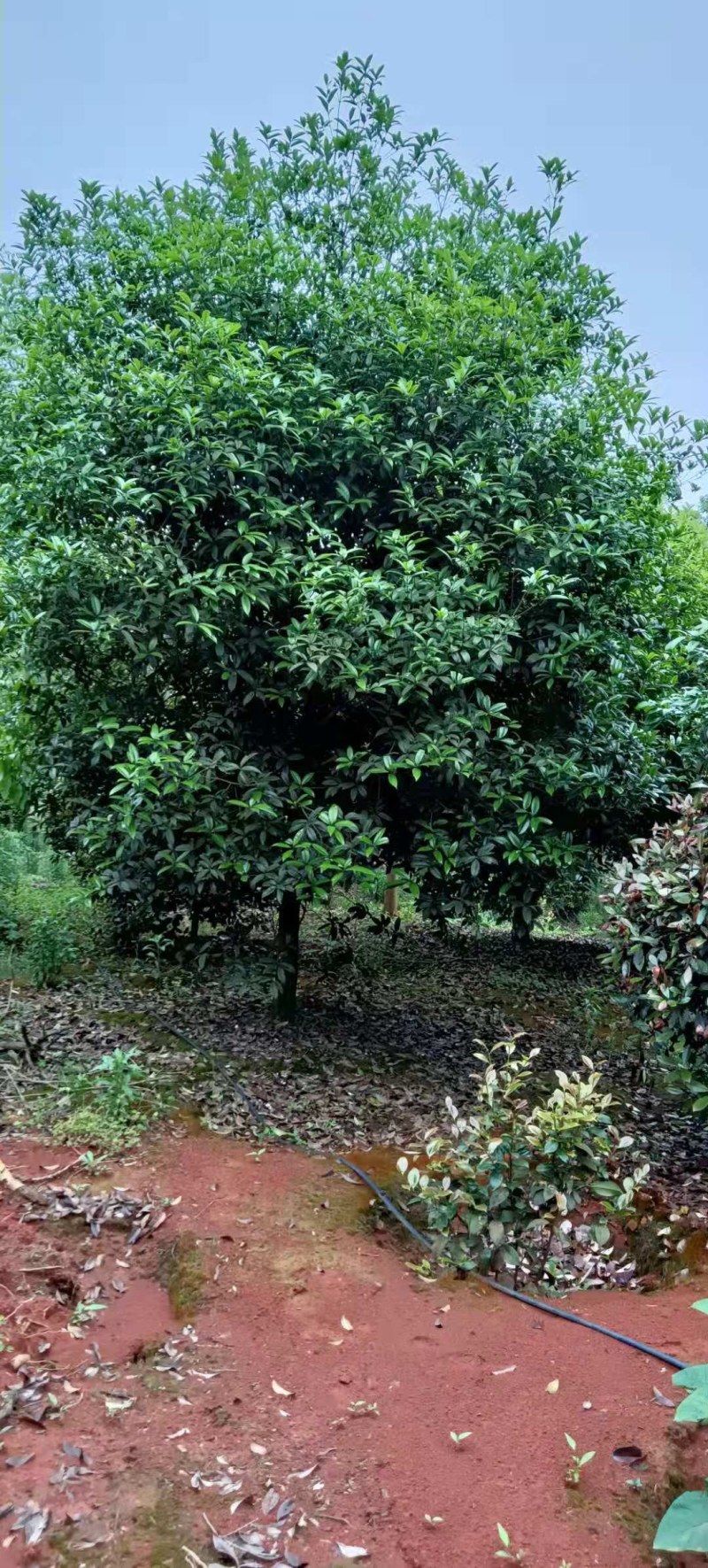 桂花树5-8公分江西桂花树大量供应