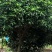 桂花树5-8公分江西桂花树大量供应