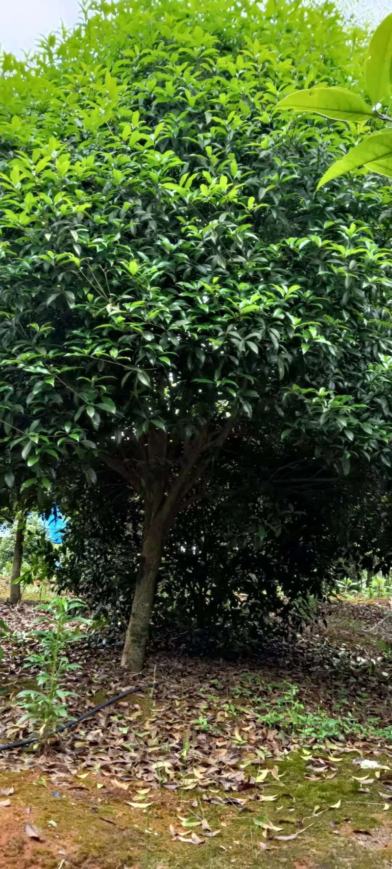 桂花树5-8公分江西桂花树大量供应