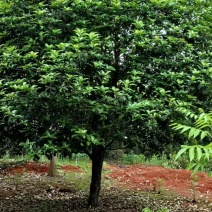 桂花树5-8公分江西桂花树大量供应