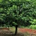 桂花树5-8公分江西桂花树大量供应
