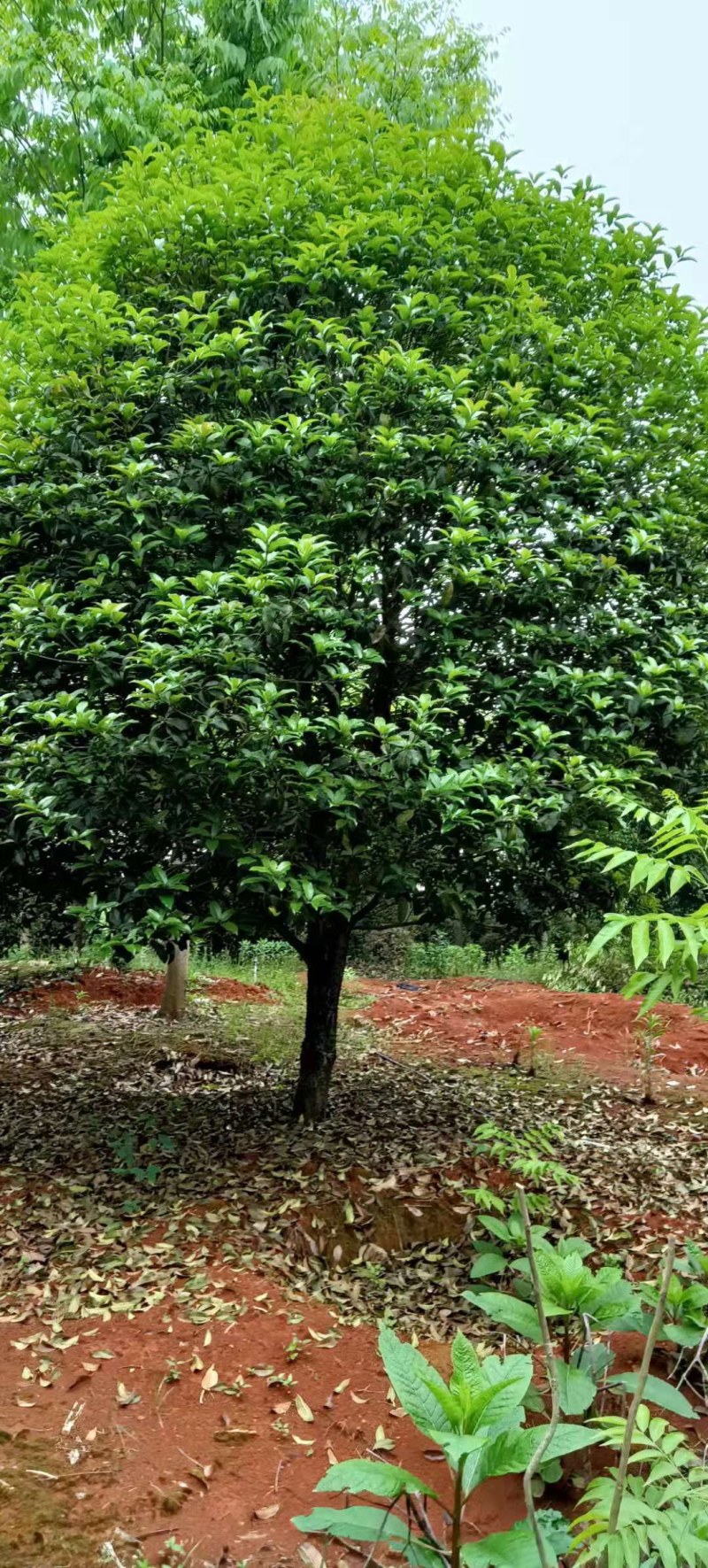 桂花树5-8公分江西桂花树大量供应
