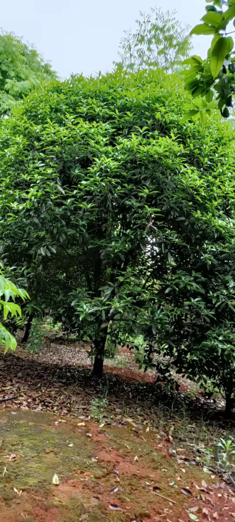 桂花树5-8公分江西桂花树大量供应