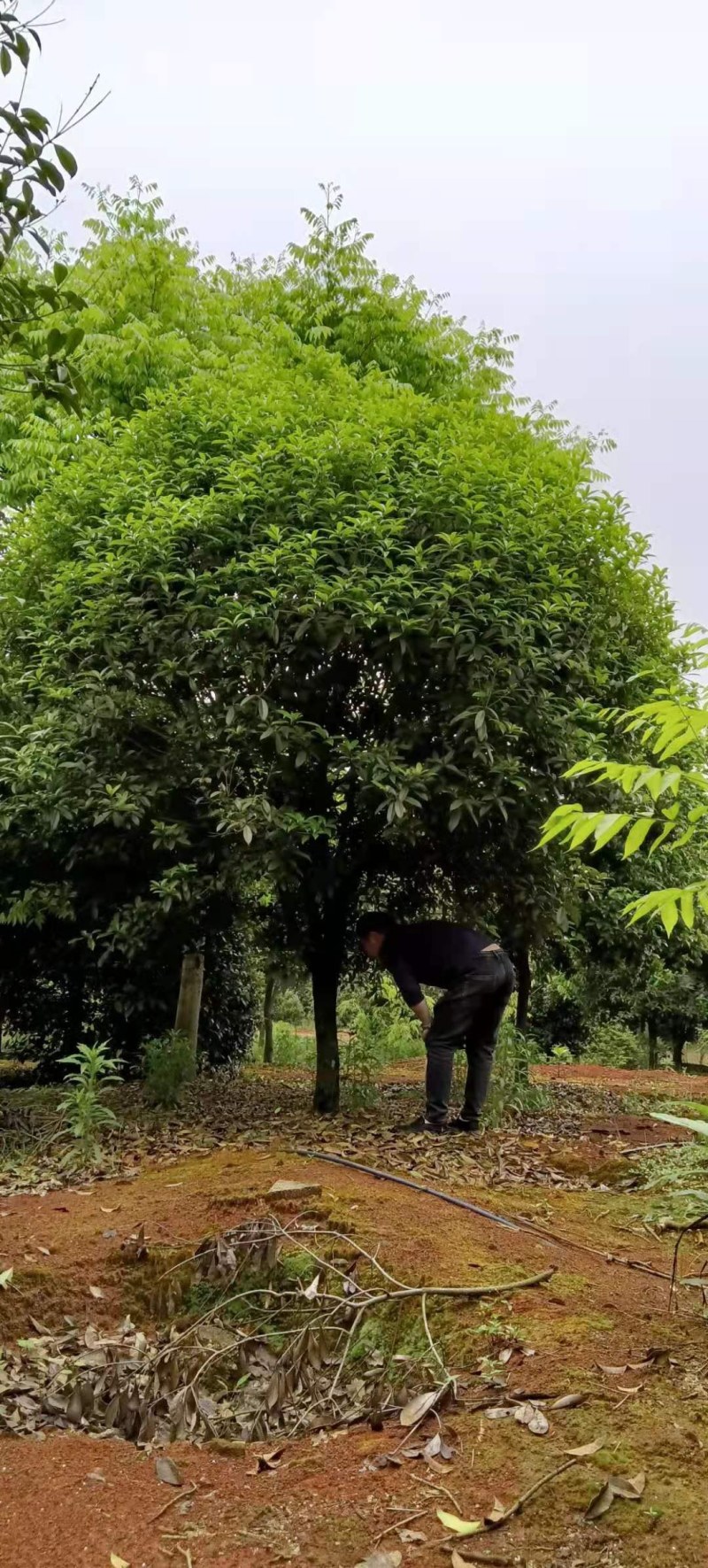 桂花树5-8公分江西桂花树大量供应