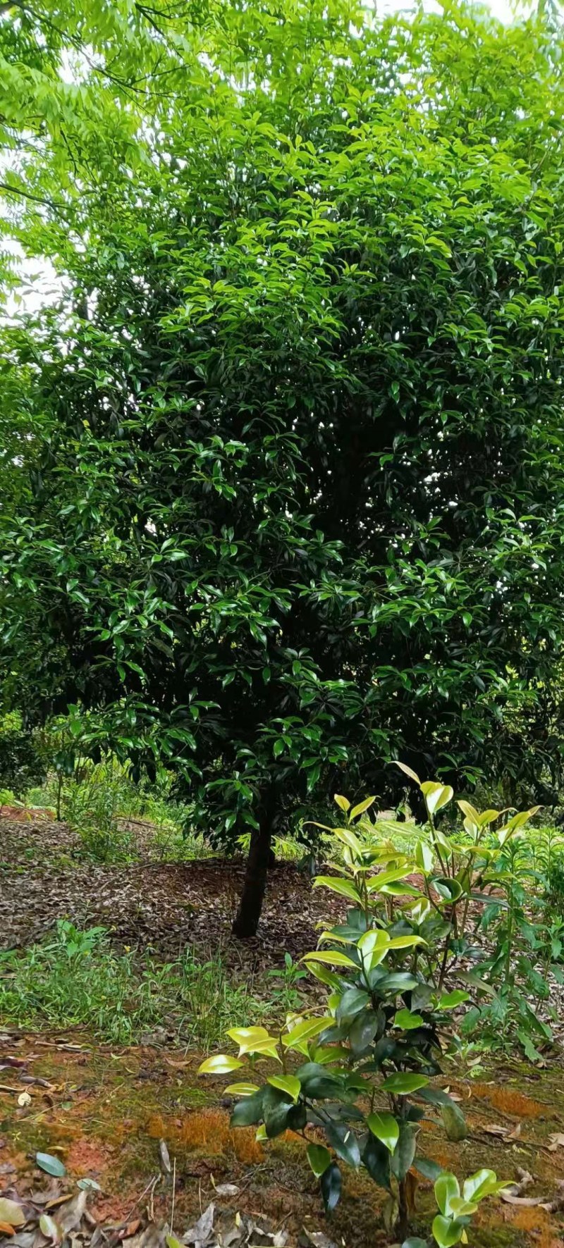 桂花树5-8公分江西桂花树大量供应