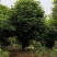 桂花树5-8公分江西桂花树大量供应