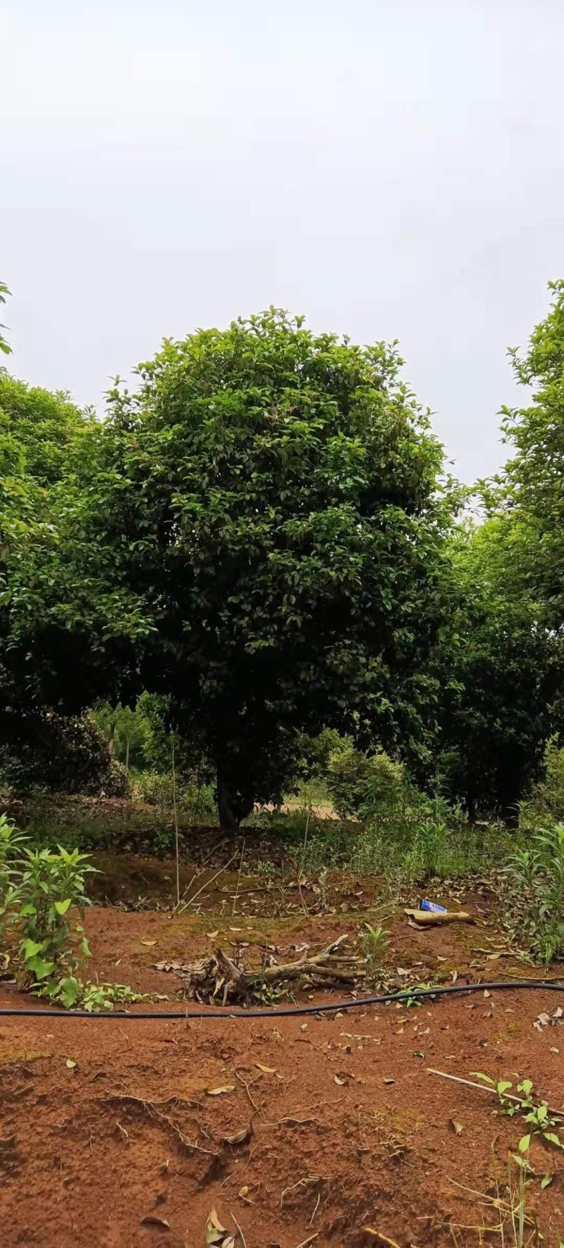桂花树5-8公分江西桂花树大量供应