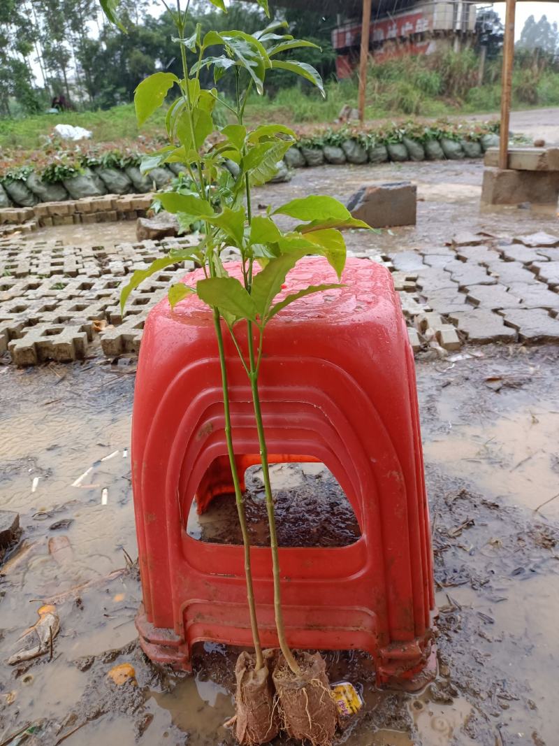 广西三叉苦苗，成活好，根须发达杯苗，20公分到40公分，