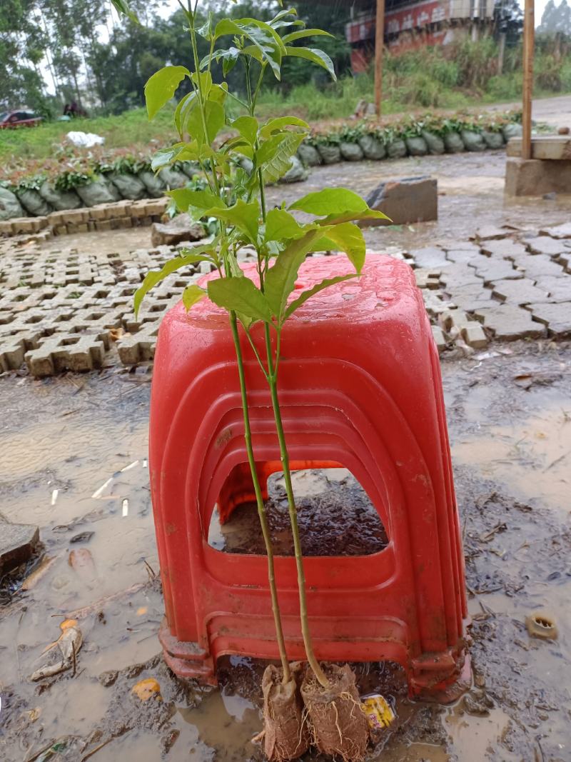 广西三叉苦苗，成活好，根须发达杯苗，20公分到40公分，