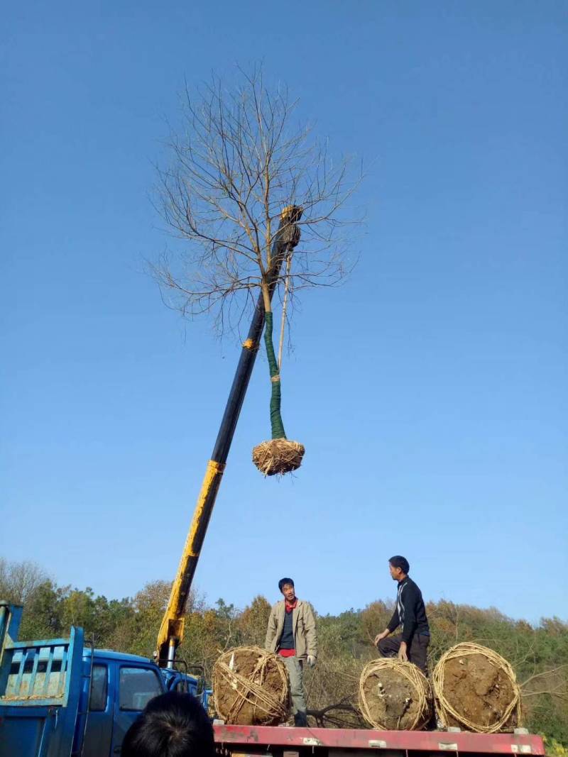 乌桕丛生乌桕5公分8公分10公分12公分15公分18公分
