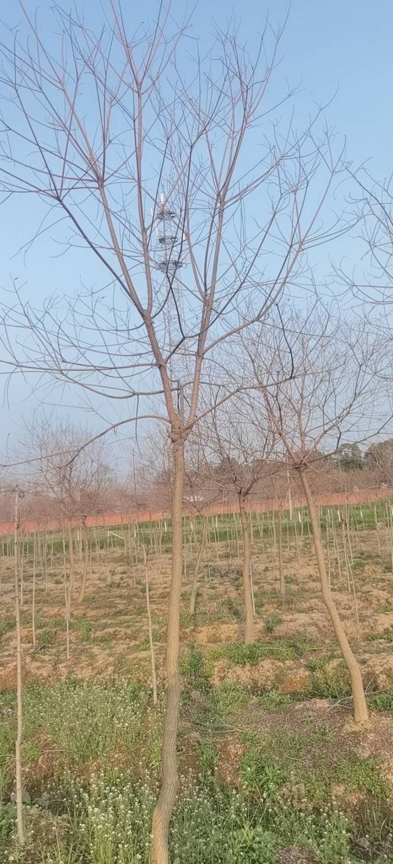 乌桕丛生乌桕5公分8公分10公分12公分15公分18公分