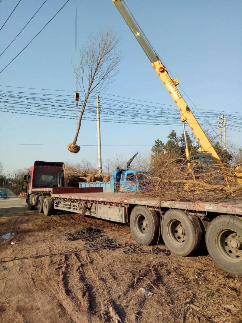 乌桕丛生乌桕5公分8公分10公分12公分15公分18公分